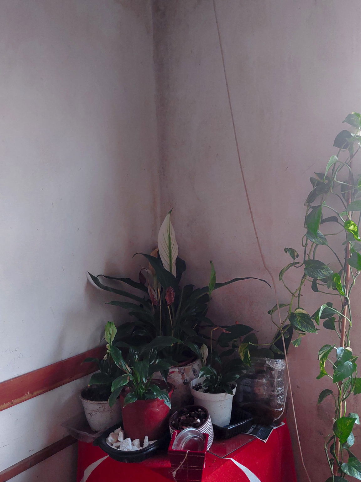 corner of the house where it is possible to take a photo. There are plants used as decoration
