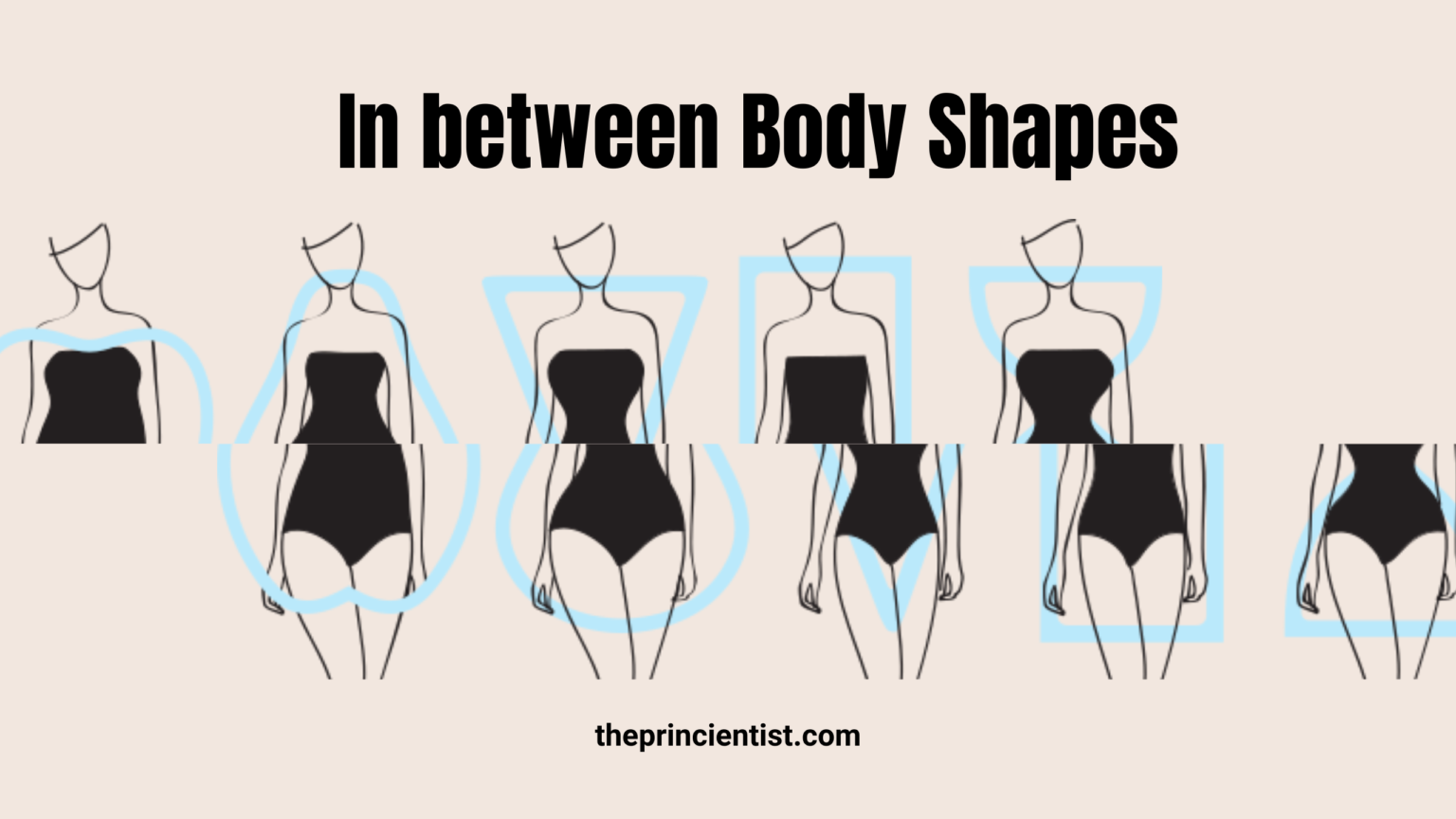 Understanding Body Shape - The Waist  Body shapes, Apple body shapes,  Rectangle body shape