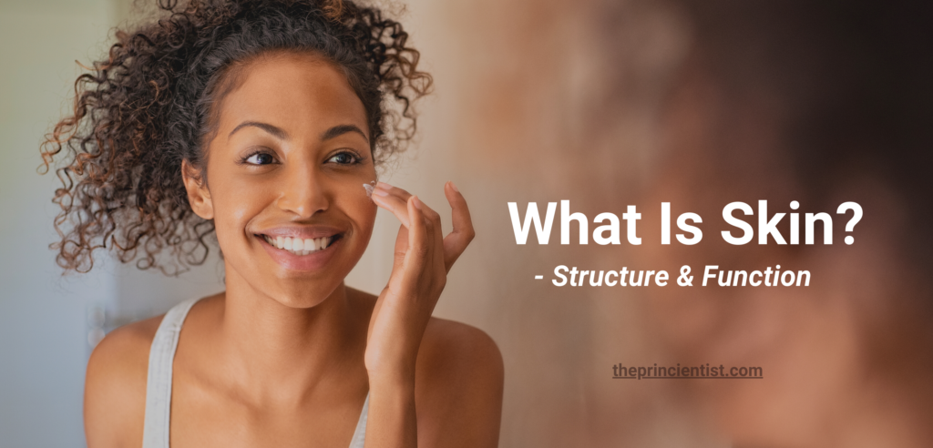 What is Skin? All You Need To Know - The Princientist