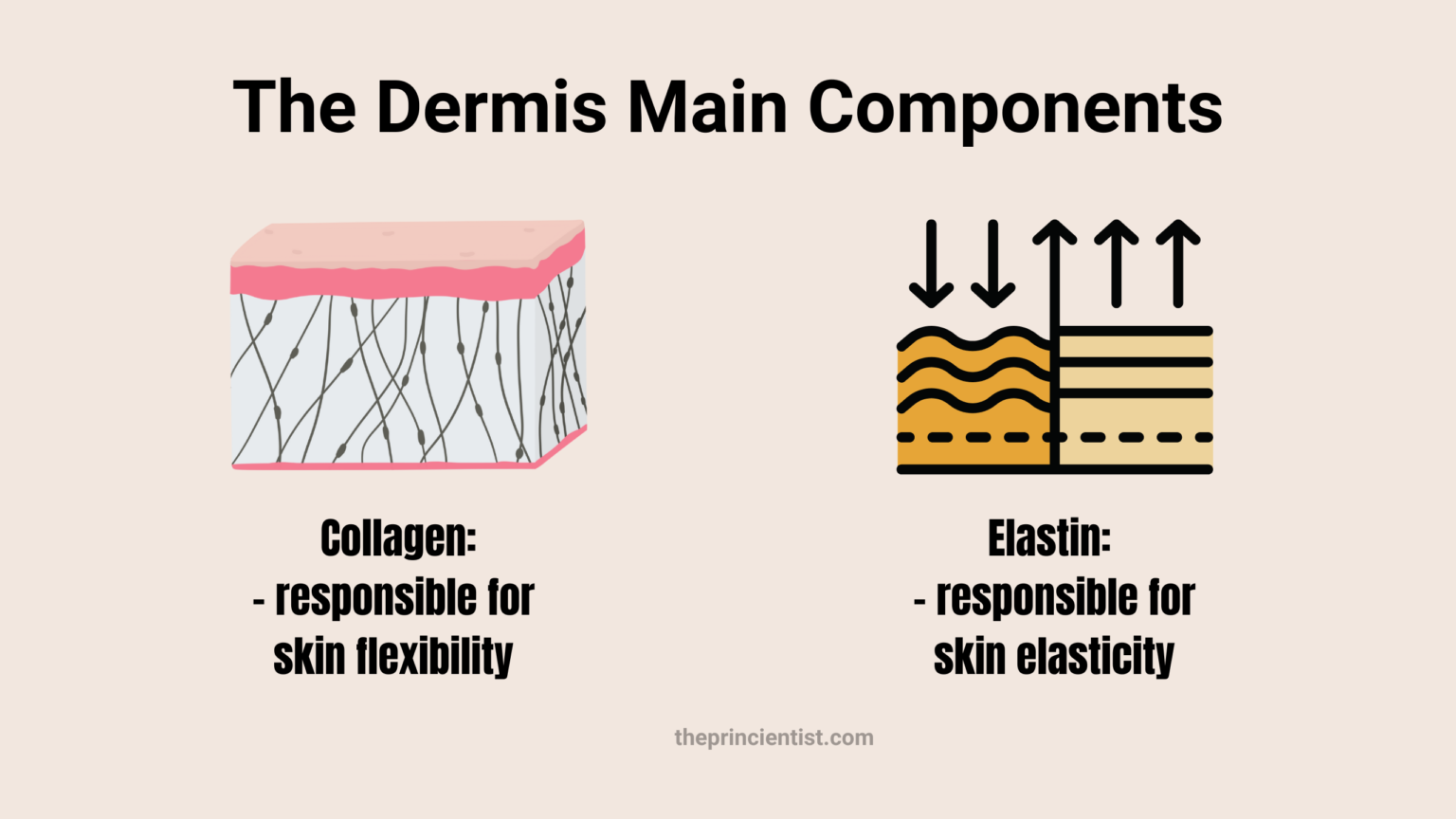 what is skin blog post - representative image of the dermis main components: collagen and elastin