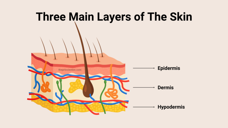 What is Skin? All You Need To Know - The Princientist