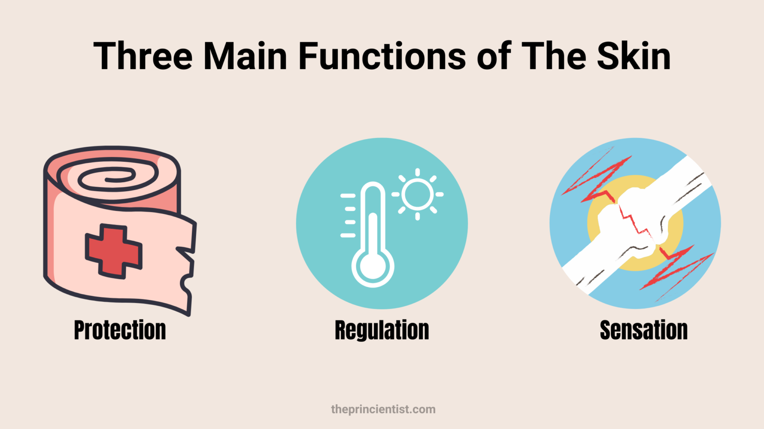 representataive figures of the three main functions of the skin: protection, reguation and sensation