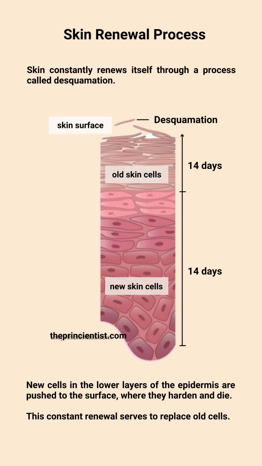 skin renewal process: image that explains how an exfoliator helps with skin renewal