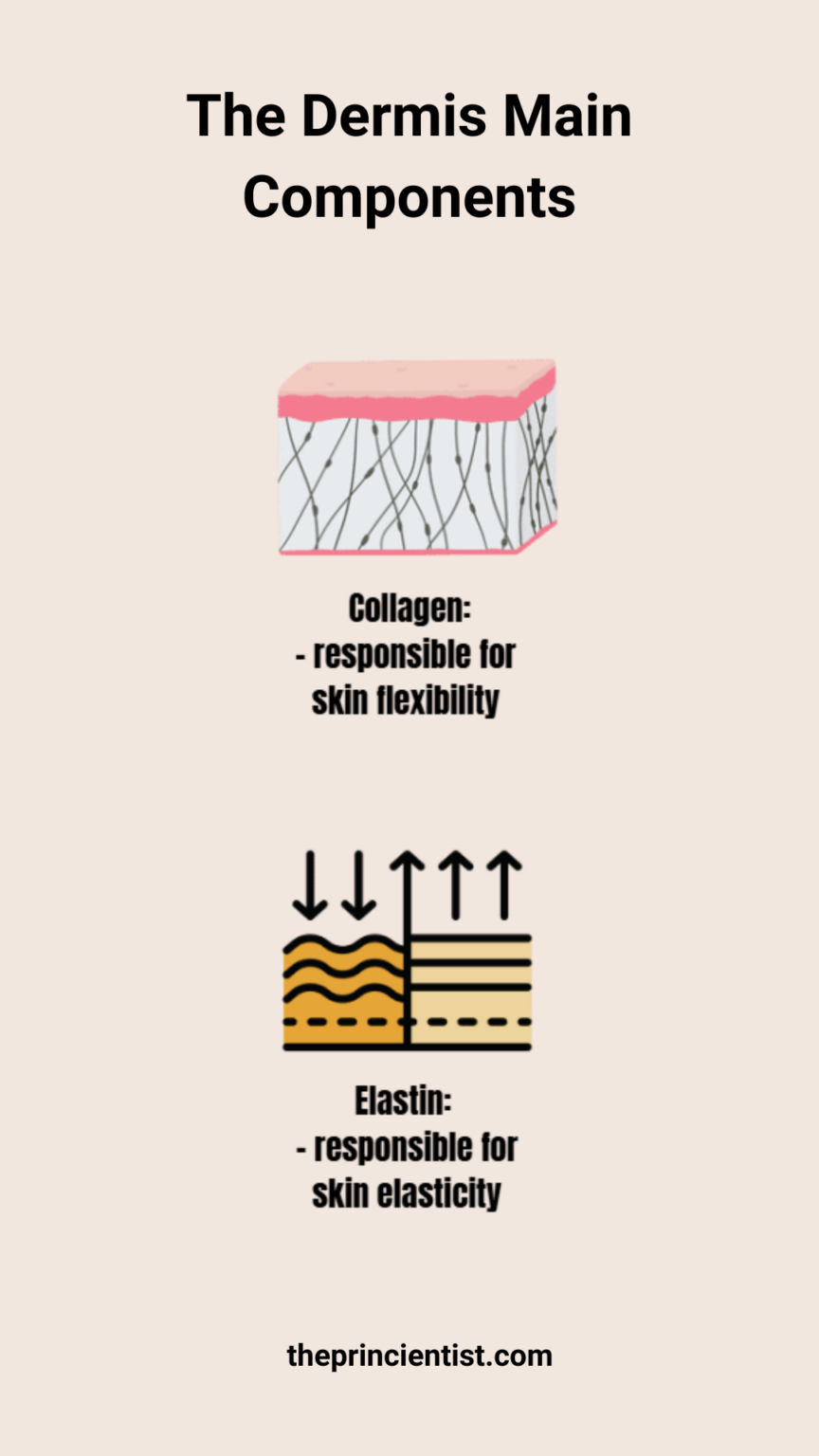what is skin blog post - representative image of the dermis main components: collagen and elastin