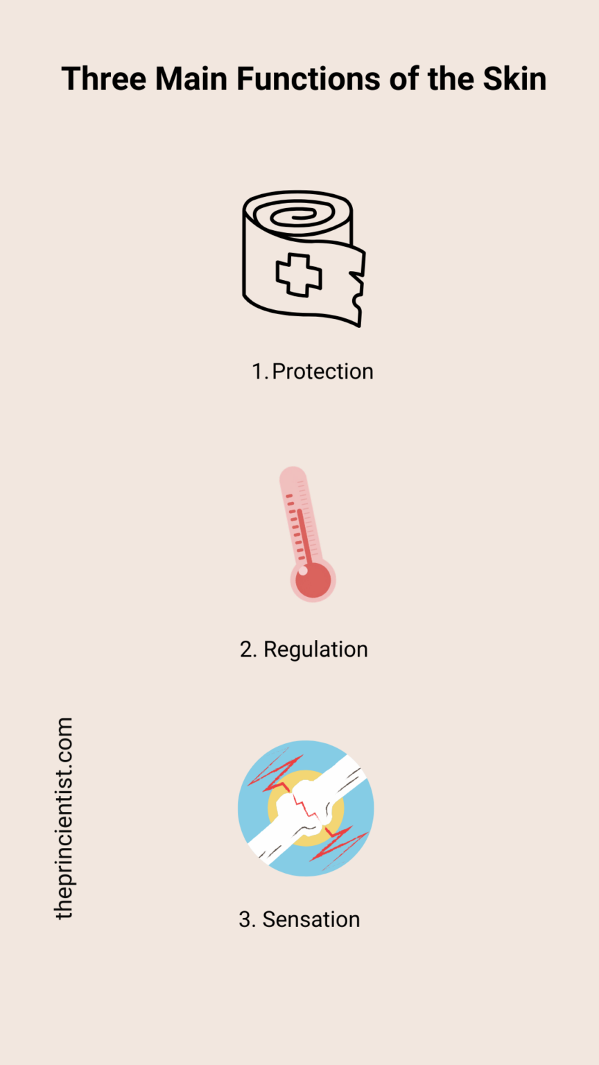 representataive figures of the three main functions of the skin: protection, reguation and sensation