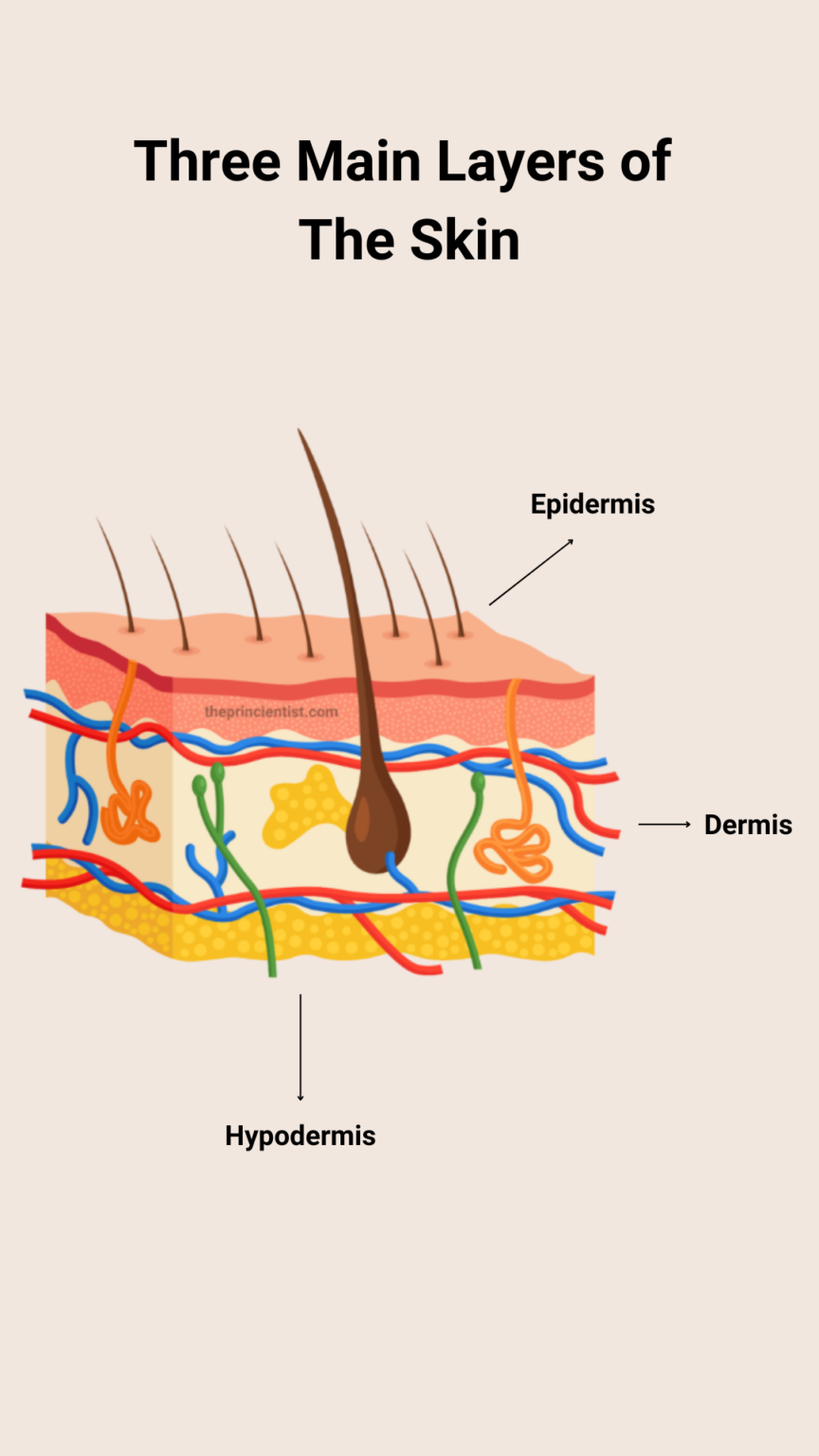 three main layers of the skin